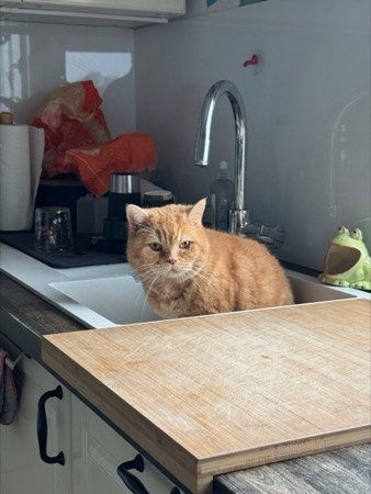 Katze sitzt in der Küchenspüle